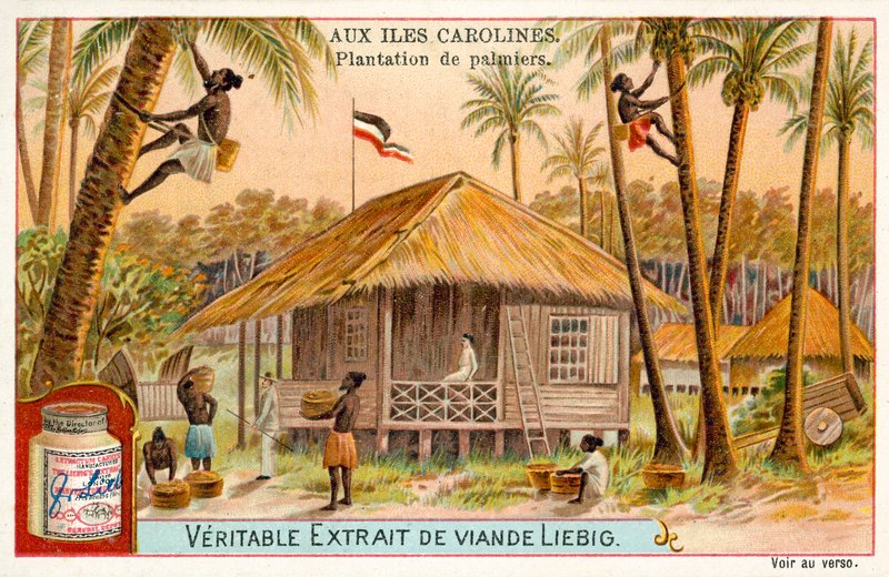 Pálmaültetvény, Caroline-szigetek (chromolitho) alkotó: European School