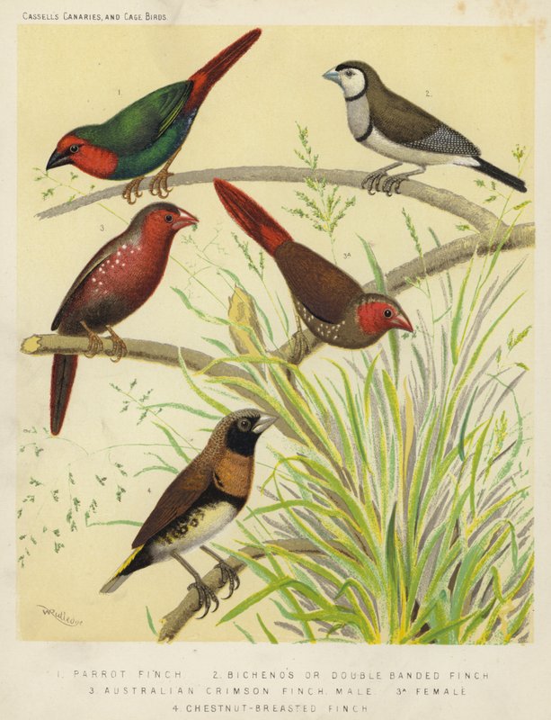 Papagájpinty, Bichenos vagy Double Banded Finch, Australian Crimson Finch, Male, Female, Chestnut-Breasted Finch (színes litográfia) alkotó: European School