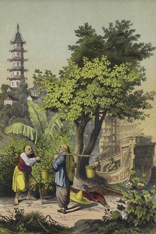 Kína népe és növényei (színes litho) alkotó: European School