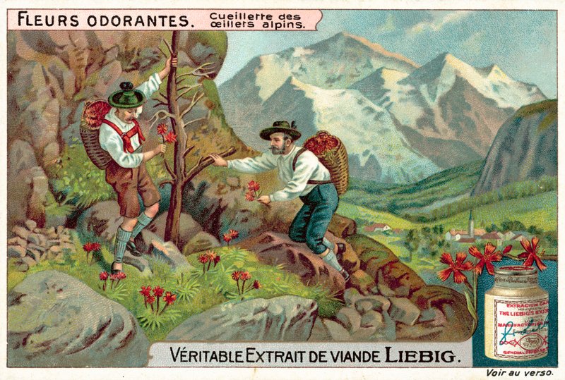 alpesi dianthus (chromolitho) szedése alkotó: European School