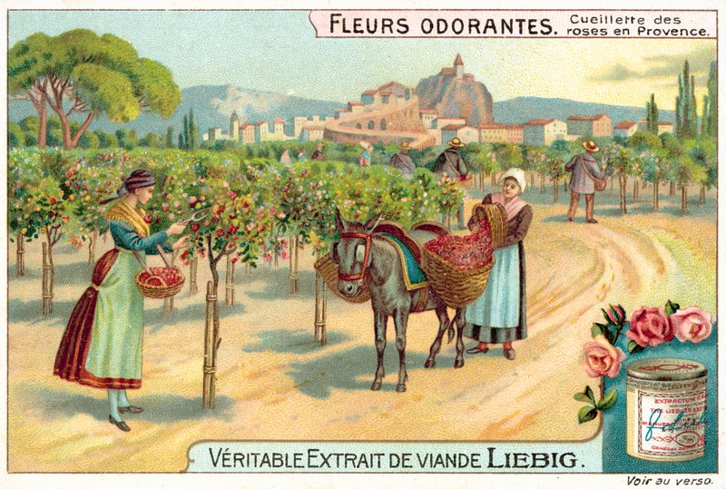 Rózsaszedés Provence-ban (chromolitho) alkotó: European School