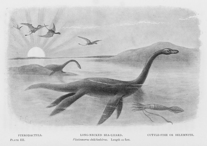 Pterodaktiluszok, hosszúnyakú tengeri varázsló, Plesiosaurus dolichodeirus, hossza 22 láb, tintahal vagy belemnit (litó) alkotó: European School