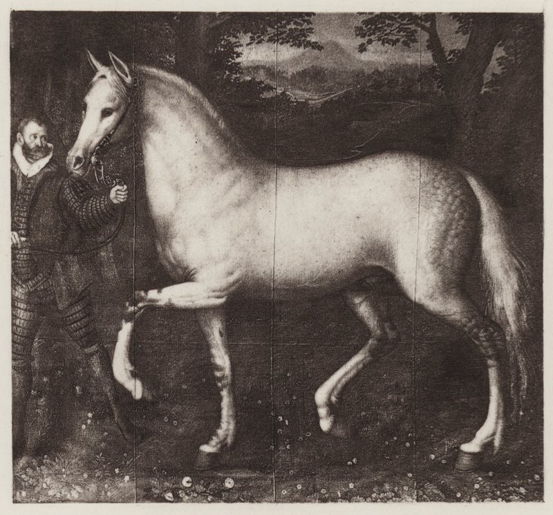 Erzsébet királynő lova (litho) alkotó: European School