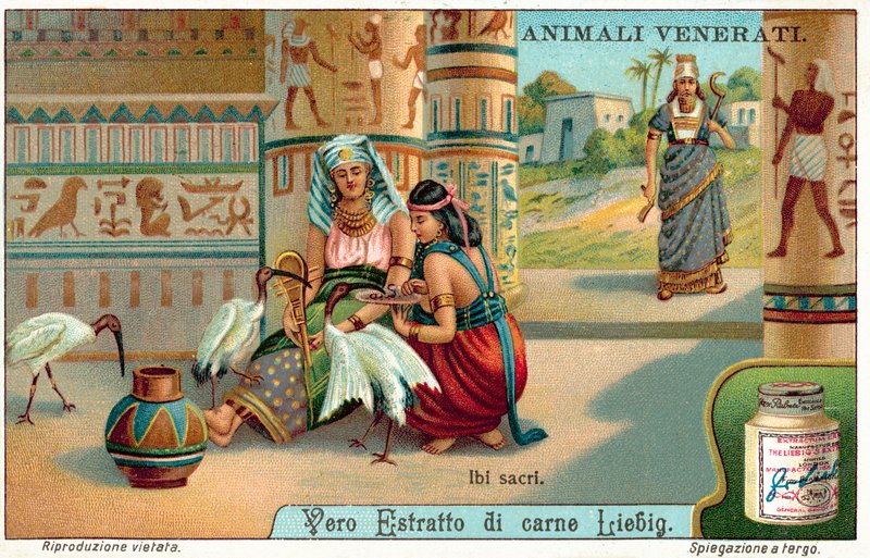 Szent íbisz az ókori Egyiptomban (chromolitho) alkotó: European School