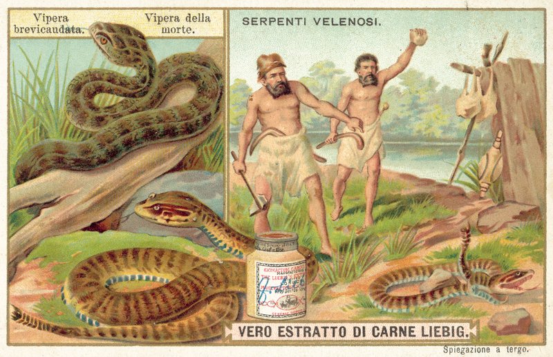Rövidfarkú vipera és közönséges halálos vipera (chromolitho) alkotó: European School