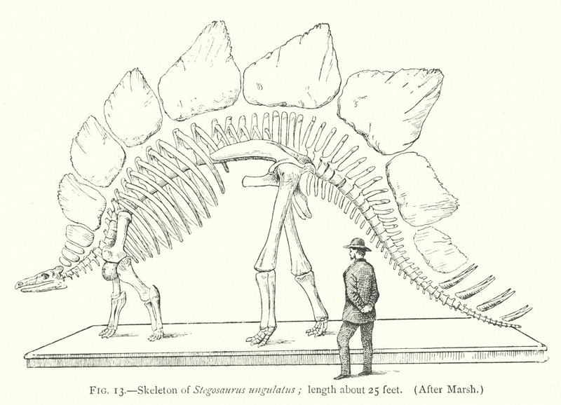 A Stegosaurus ungulatus (litho) csontváza alkotó: European School