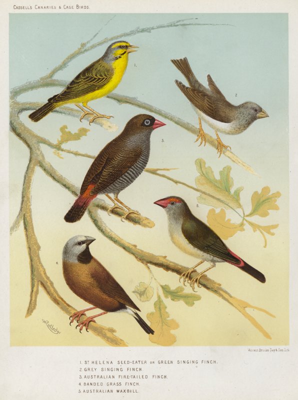 St Helena Seed-Eater vagy Green Singing Finch, Grey Singing Finch, Australian Fire-Tailed Finch, Banded Grass Finch, Australian Waxbill (színes litográfia) alkotó: European School