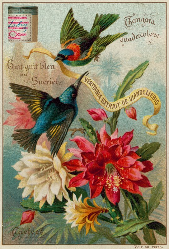 Quadricolour Tanager és Blue Guit-Guit és Sugar Bowl alkotó: European School
