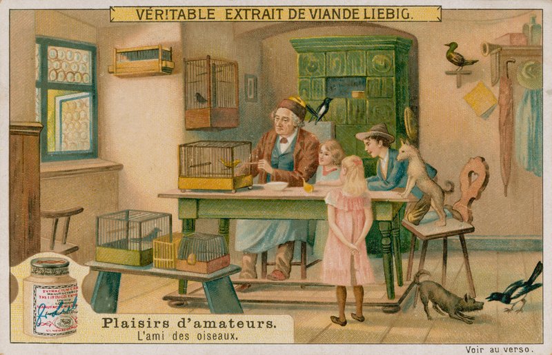 Az amatőr madárbarát alkotó: European School
