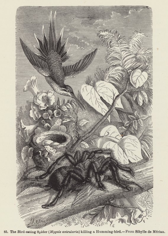 A madárevő pók (Mygale avicularia) megöl egy kolibri (metszet) alkotó: European School