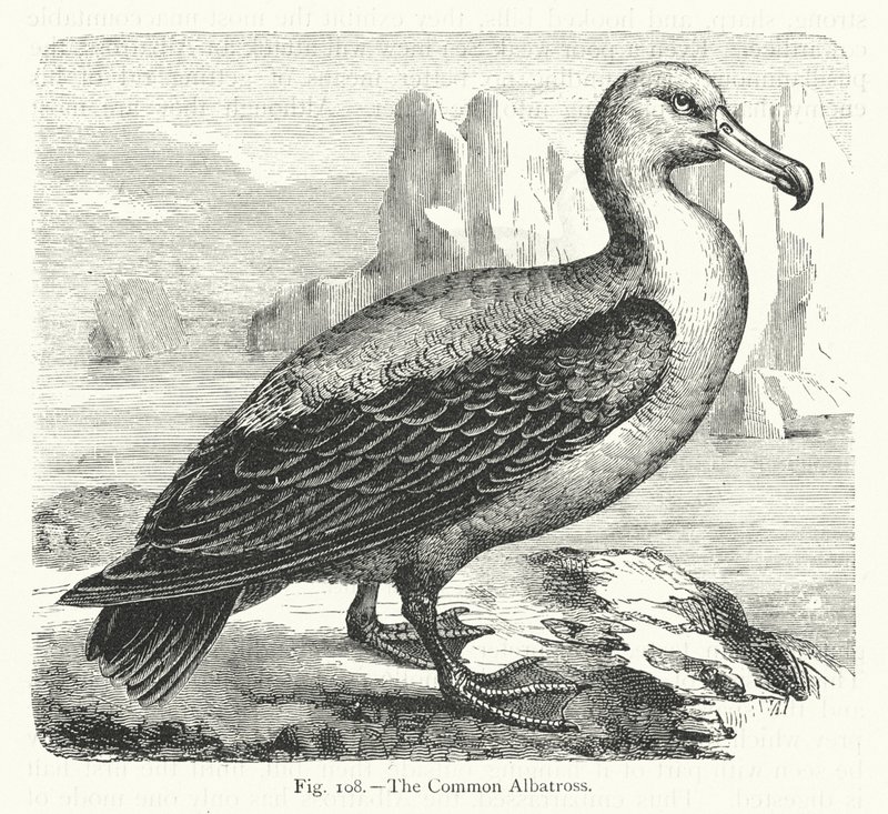 A közönséges albatrosz (metszet) alkotó: European School