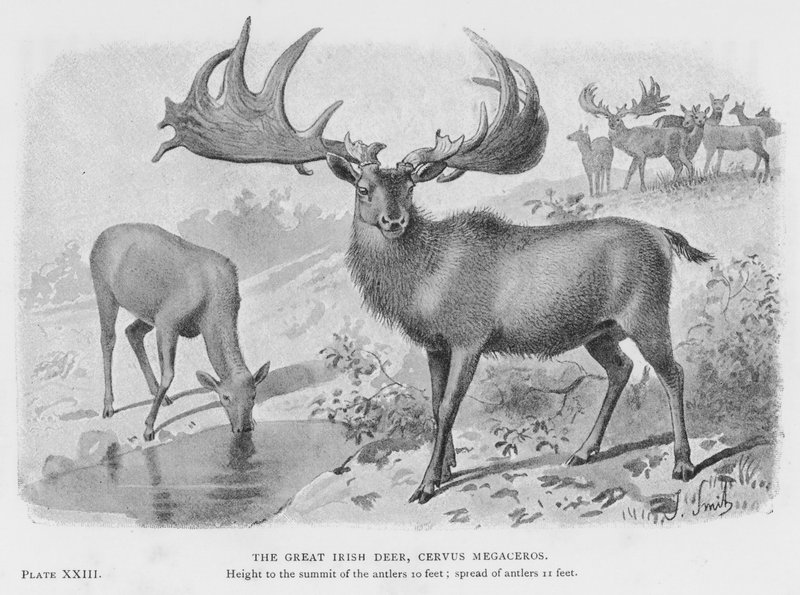 A nagy ír szarvas, Cervus Megaceros (litho) alkotó: European School