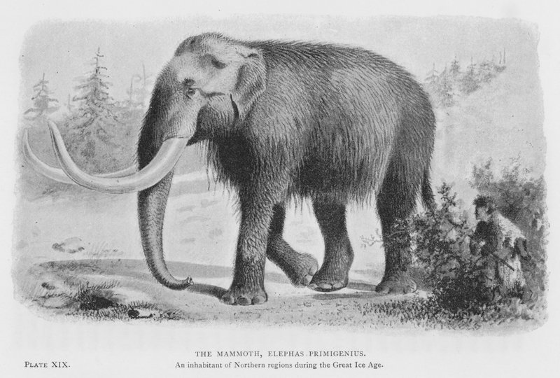 A mamut, Elephas Primigenius (litho) alkotó: European School