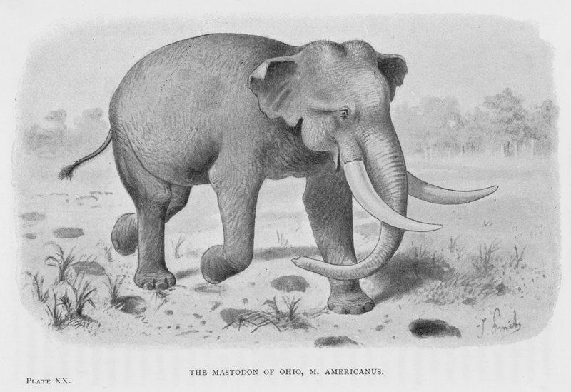 The Mastodon of Ohio, M Americanus (litho) alkotó: European School