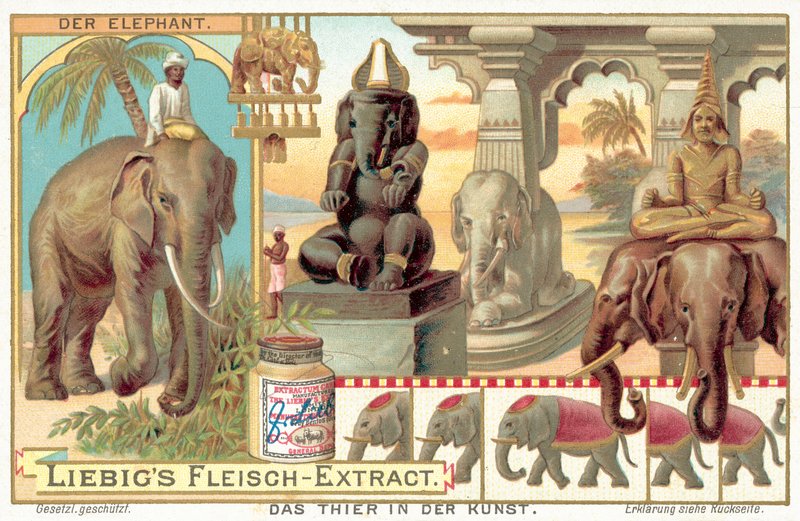 Az elefánt (chromolitho) alkotó: European School