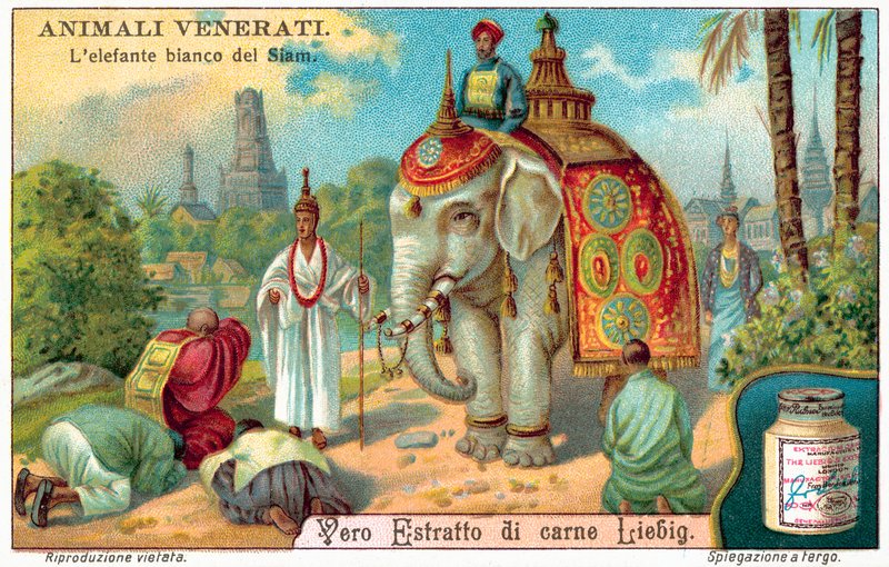 Sziám fehér elefántja (chromolitho) alkotó: European School