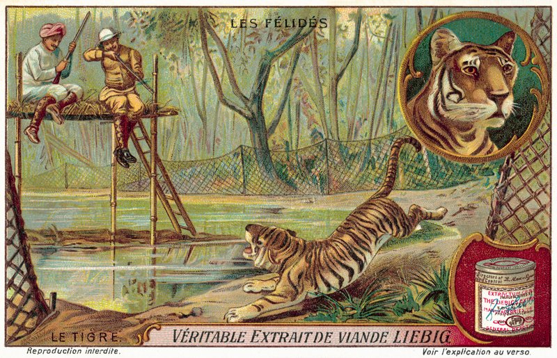 Tigris (chromolitho) alkotó: European School