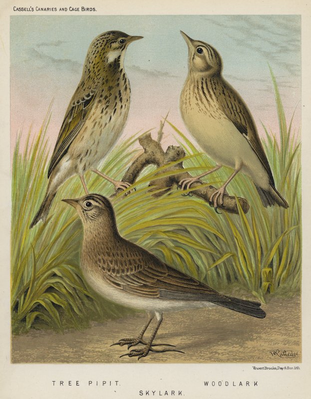 Tree Pipit, Woodlark, Skylark (színes litho) alkotó: European School