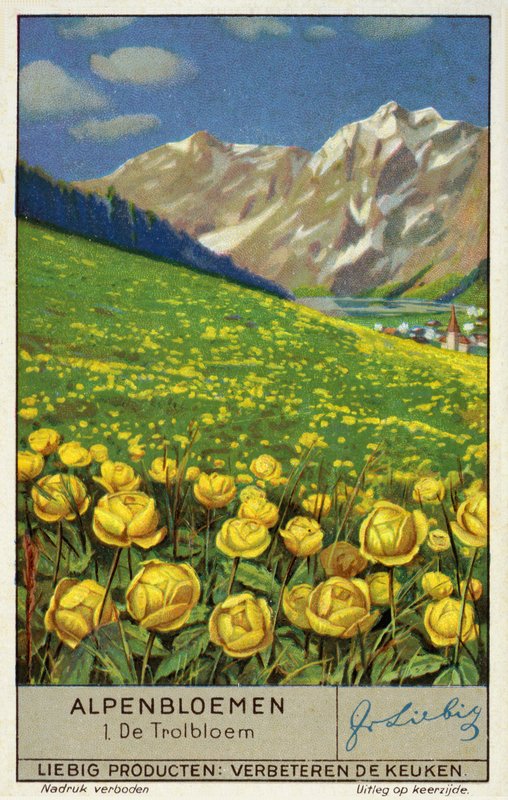 Trollius (gömbvirág) (chromolitho) alkotó: European School