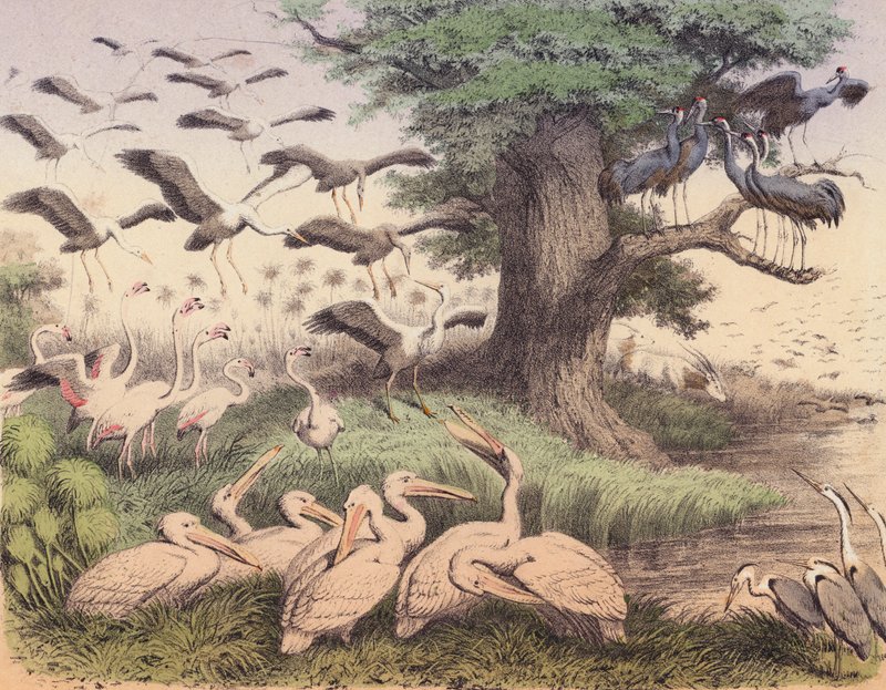 Különböző afrikai madarak (színes litográfia) alkotó: European School
