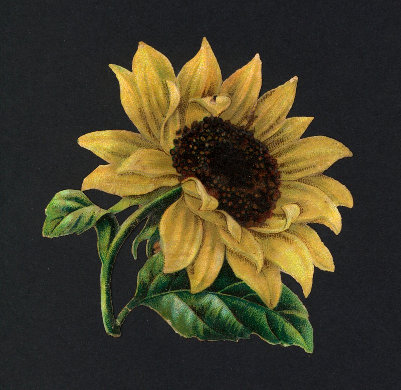 Viktoriánus töredékek: napraforgó (chromolitho) alkotó: European School