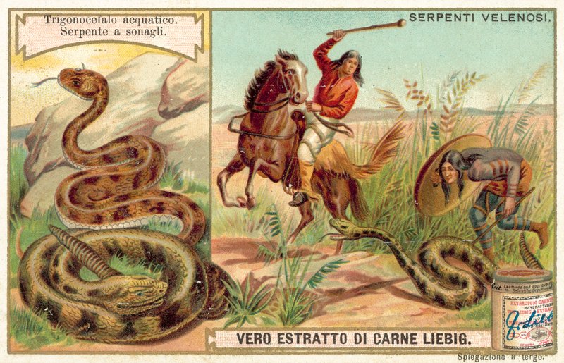 Vízi mokaszin és csörgőkígyó (chromolitho) alkotó: European School