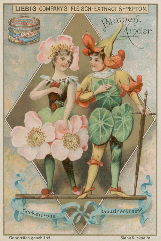 Vadrózsa és Nasturtium alkotó: European School