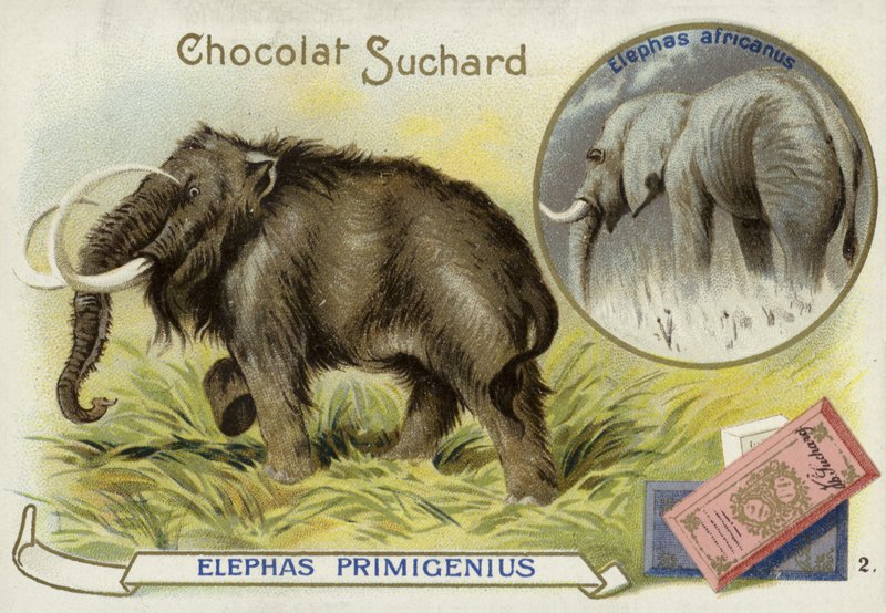 Gyapjas mamut és afrikai elefánt alkotó: European School