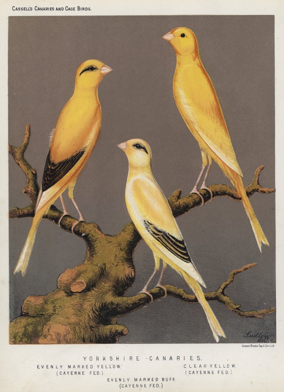 Yorkshire Canaries, egyenletesen jelölt sárga, Cayenne Fed, Clear Yellow, Cayenne Fed, egyenletesen jelölt Buff, Cayenne Fed (színes litho) alkotó: European School