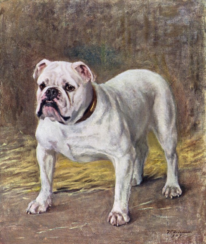 A híres bulldog Ch Silent Duchess alkotó: Frances C. Fairman