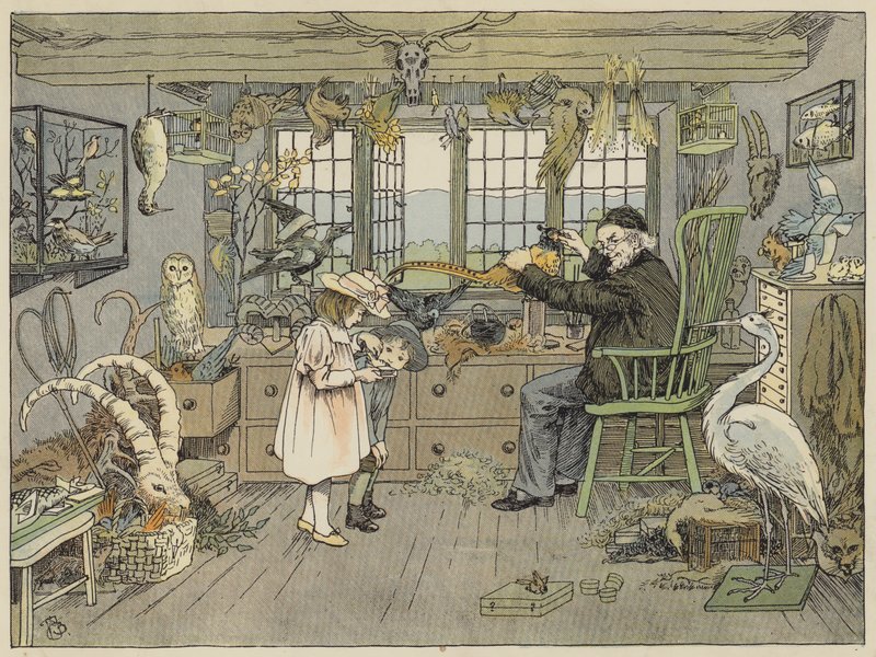 Bird-Stuffer (színes litográfia) alkotó: Francis Donkin Bedford