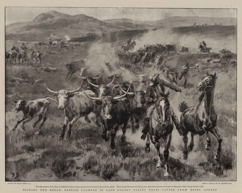 A búrokat étkezve, a Cape Colony-i brit farmerek megmentik marháikat a kifosztástól alkotó: Frank Dadd