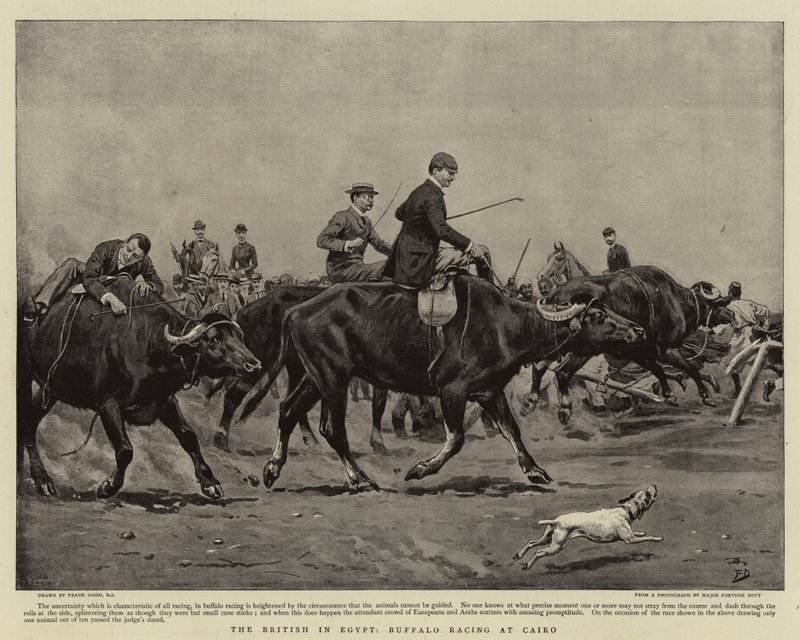 A britek Egyiptomban, a Buffalo Racing Kairóban alkotó: Frank Dadd