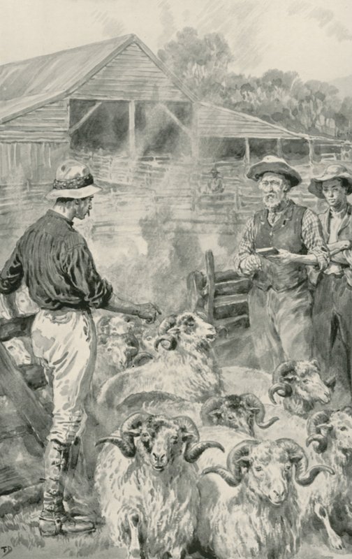 Egy bárányállomás a Canterbury Plains-on alkotó: Frank Dadd
