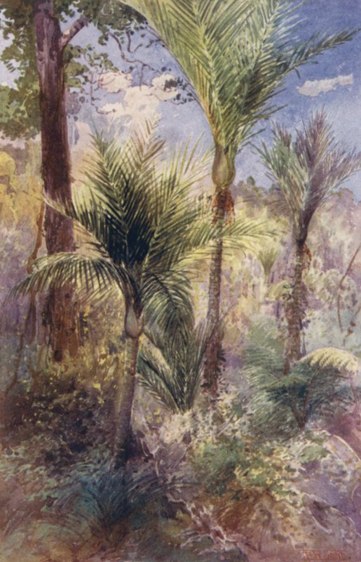Új-Zéland: Nikau Palms (színes litográfia) alkotó: Frank H Wright