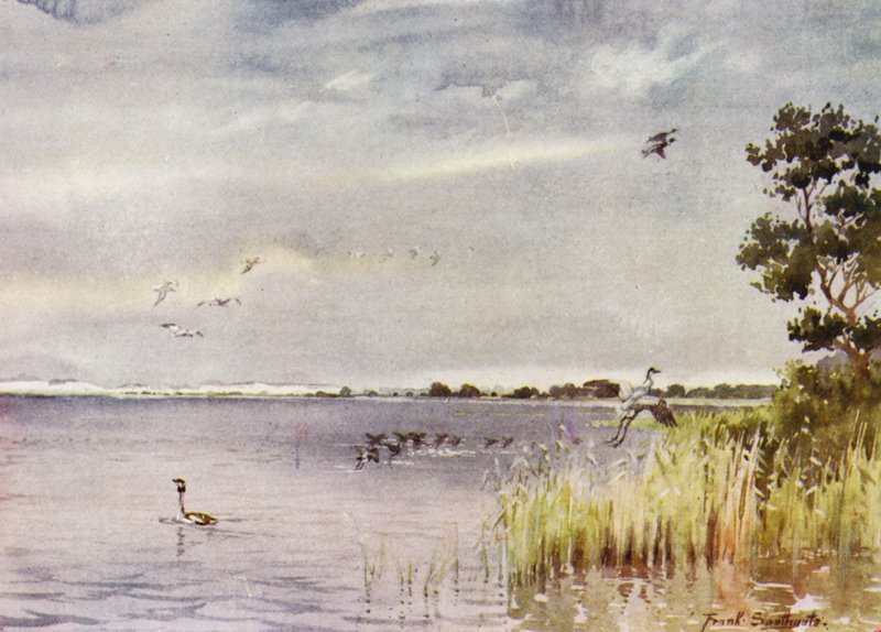 Norfolk Broads: Horsey Mere alkotó: Frank Southgate