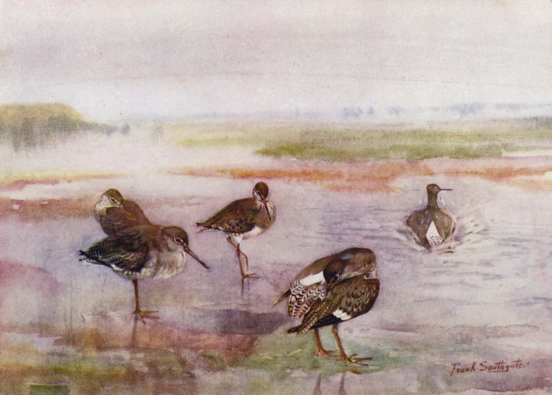 Norfolk Broads: Redshank (színes litho) alkotó: Frank Southgate