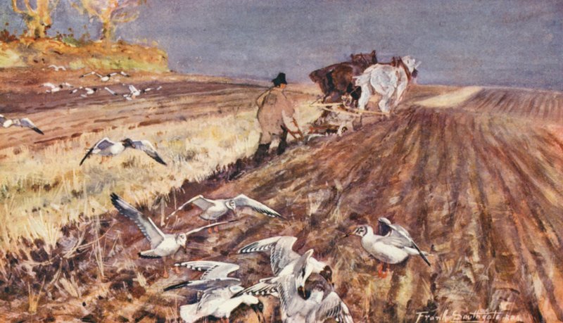 Wild Life in East Anglia: Feketefejű sirályok követik a szántót (színes litográfia) alkotó: Frank Southgate