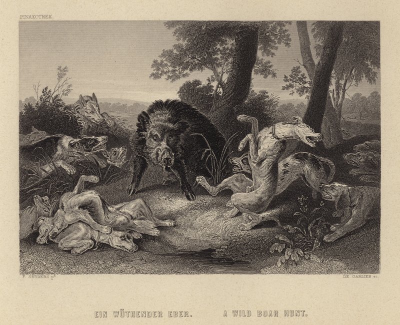 Vaddisznó vadászat alkotó: Frans Snyders or Snijders