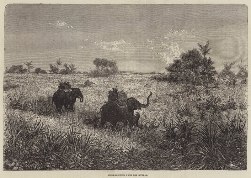 India és a walesi herceg, Tigrislövés a Howdah-ból alkotó: Frederic Theodore Lix