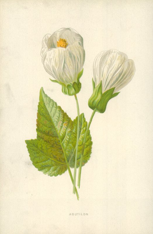 Abutilon alkotó: Frederick Edward Hulme