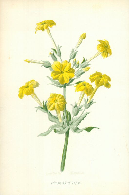Abesszin kankalin alkotó: Frederick Edward Hulme