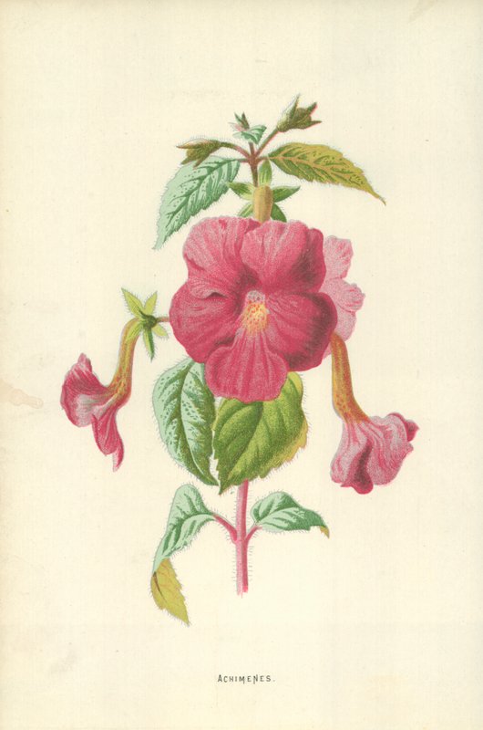 Achimenes alkotó: Frederick Edward Hulme