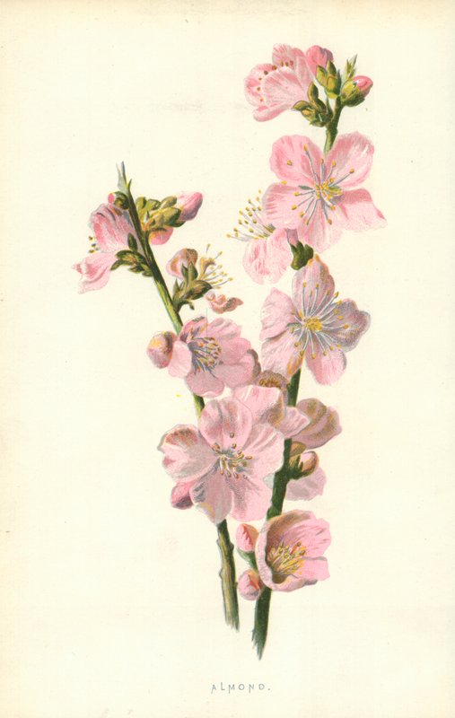 Mandula alkotó: Frederick Edward Hulme