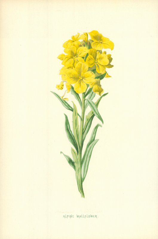 Alpesi falvirág alkotó: Frederick Edward Hulme