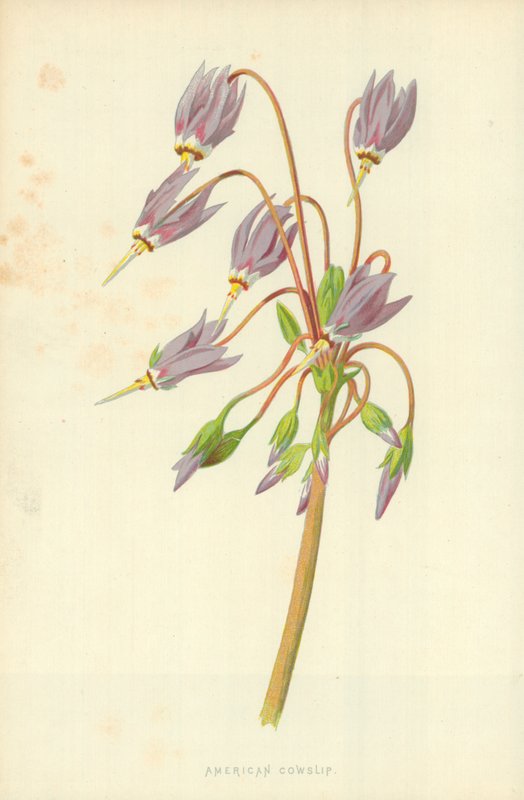 American Cowslip alkotó: Frederick Edward Hulme