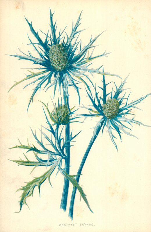 Ametiszt Eryngo alkotó: Frederick Edward Hulme