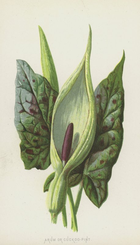 Arum vagy Cuckoo-Pint (chromolitho) alkotó: Frederick Edward Hulme