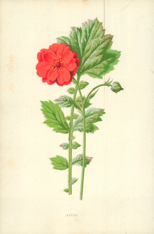 Avens alkotó: Frederick Edward Hulme