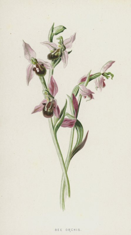 Bee Orchis (chromolitho) alkotó: Frederick Edward Hulme